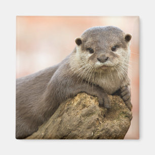 Aimant de réfrigérateur de loutre