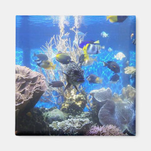 Aimant de réservoir de poisson