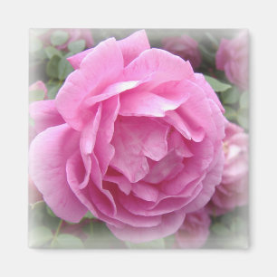 Aimant de rose de rose
