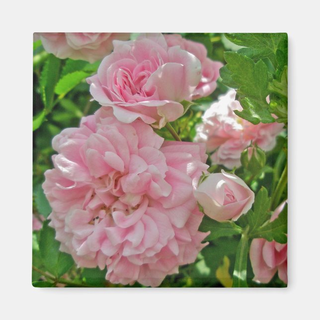 Aimant de Rosier Grimpant (Devant)