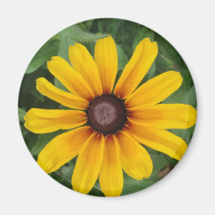 Aimant de Rudbeckia