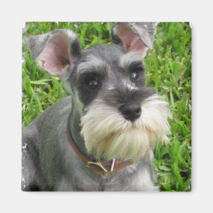 Aimant de Schnauzer miniature