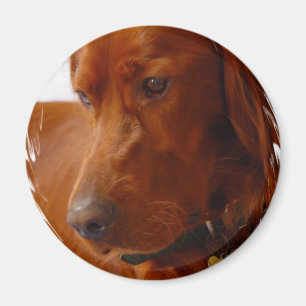 Aimant de Setter irlandais