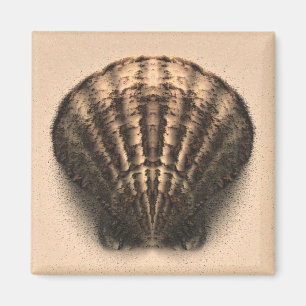 Aimant de Shell