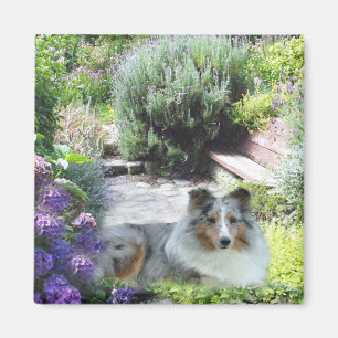 Aimant de Sheltie