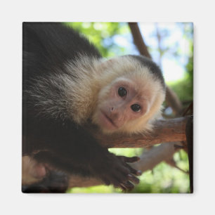 Aimant de singe de capucin