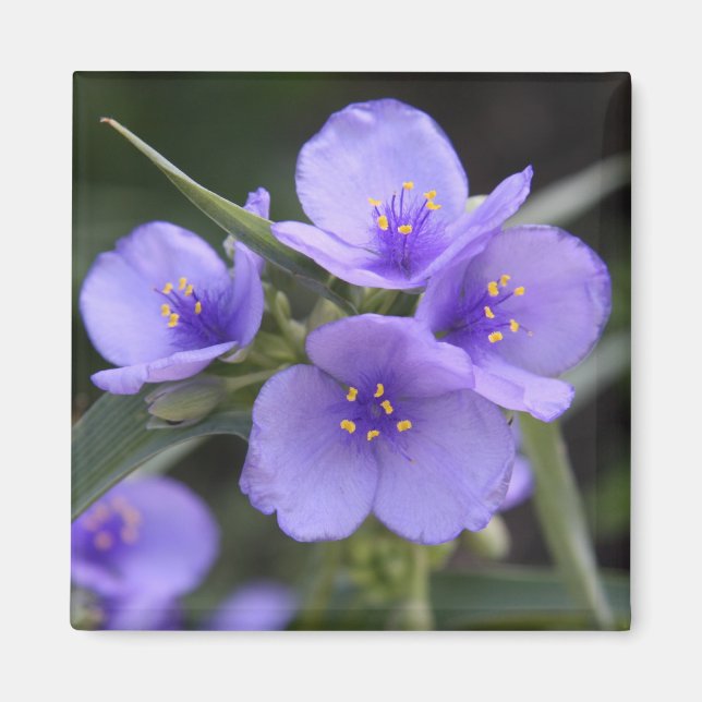 Aimant de Spiderwort (Devant)