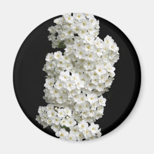 Aimant de Spirea Arguta