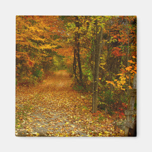 Aimant de splendeur d'automne