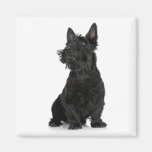 Aimant de Terrier d'écossais