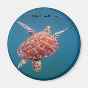 Aimant de tortue