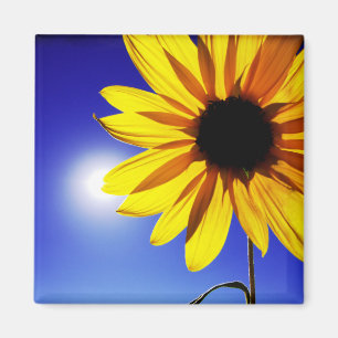 Aimant de tournesol au soleil
