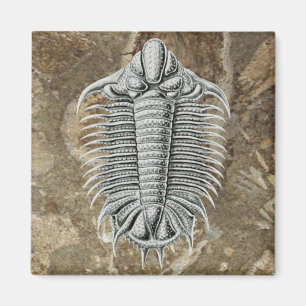 Aimant de Trilobite