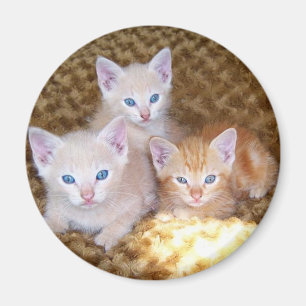 Aimant de trois petit chatons