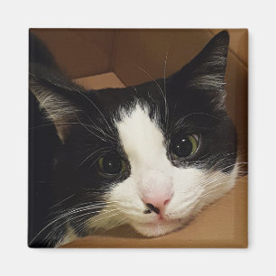 Aimant de Tuxedo