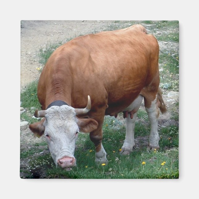 Aimant de vache des Alpes suisses (Devant)