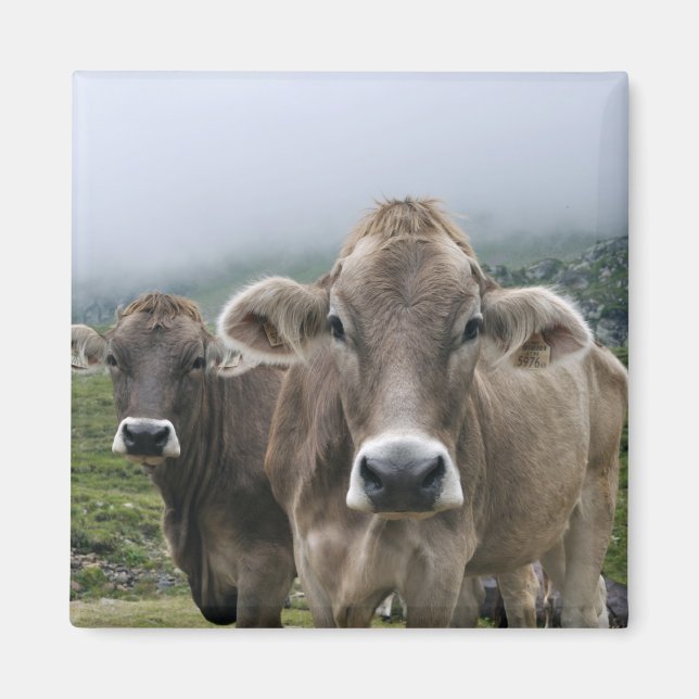 Aimant de vaches alpines (Devant)