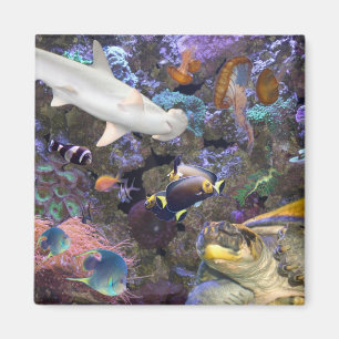 Aimant de vie marine