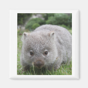 Aimant de wombat