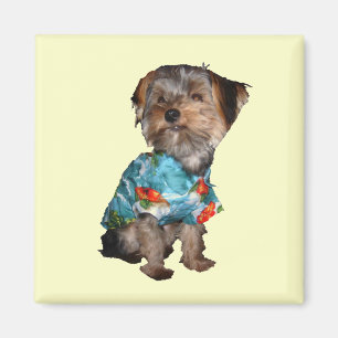 Aimant de Yorkie