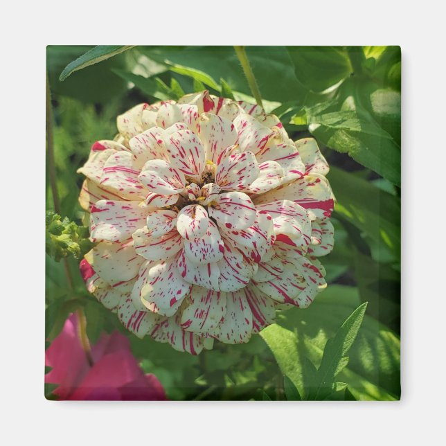 Aimant de Zinnia (Devant)
