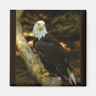 Aimant d'Eagle chauve