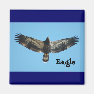 Aimant d'Eagle de vol