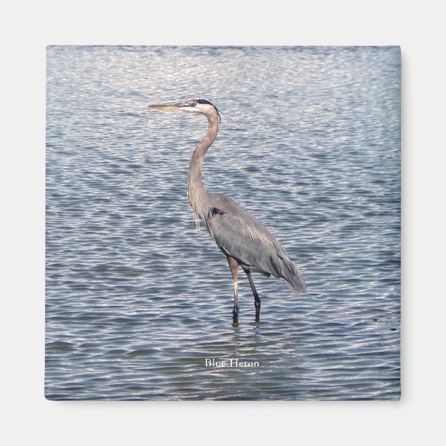 Aimant d'eau de Blue Heron (Devant)