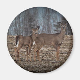 Aimant Deer_0337v