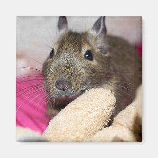 Aimant Degu Behind Teddy
