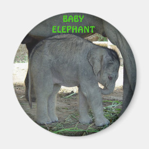 Aimant d'éléphant de bébé