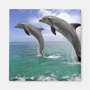 Aimant Delfin