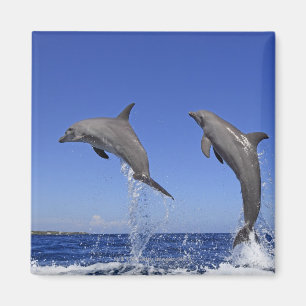 Aimant Delfin, Delphin, Tuemmler plus brut, Tursiops 3