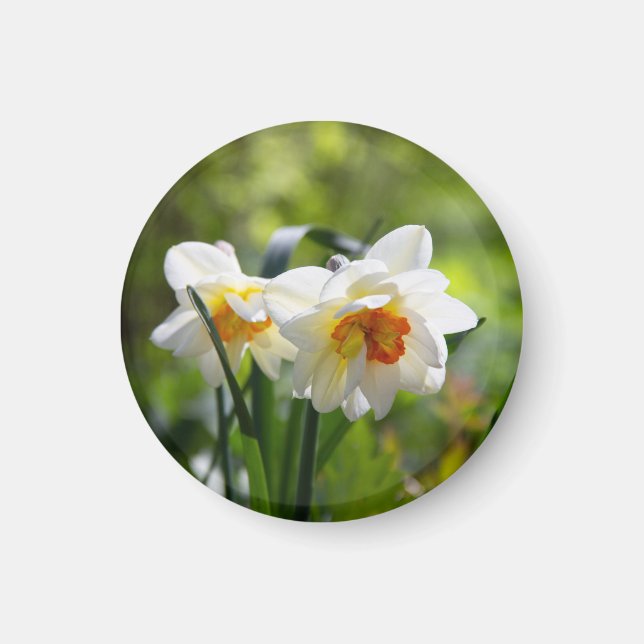 Aimant Délicat mignon daffodils printemps (Devant)