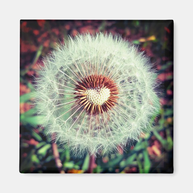 Aimant Dent de lion (Devant)