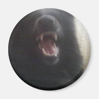 Aimant Dents de berger belges alias "Le Loup noir"