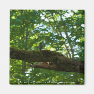 Aimant Dépassement de forêt