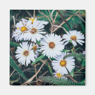 Aimant des marguerites de bord de la mer  