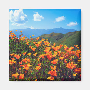 Aimant Des pavots de Californie recouvrent une colline
