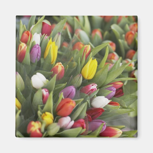 Aimant Des tas de tulipes colorées (Devant)