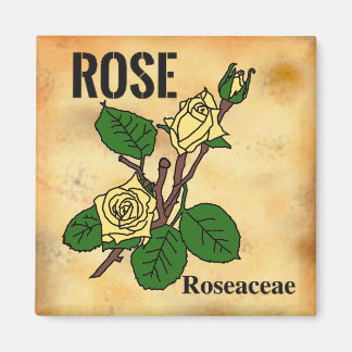 Aimant Dessin au trait de rose jaune sur papier vieilli
