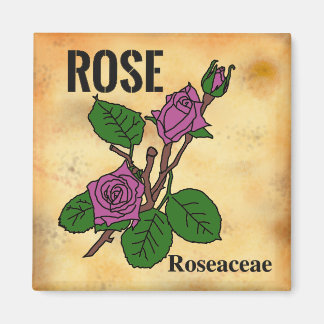 Aimant Dessin au trait de rose rose dans le style de papi
