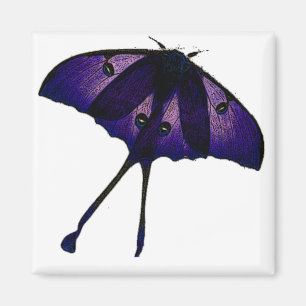 Aimant Dessin de papillon violet - Photographie Croquis