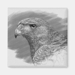 Aimant Dessin Harris Hawk