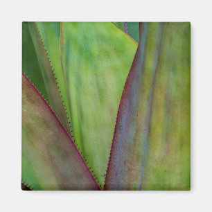 Aimant Détail de la plante d'agave