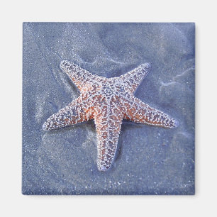 Aimant d'étoiles de mer