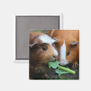 Aimant Deux Beaux Cochons De Guinée Mangent Des Verts