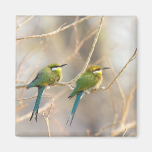 Aimant Deux Bee-eaters