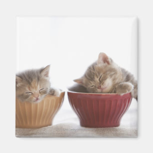 Aimant Deux chatons dormant dans des cuvettes