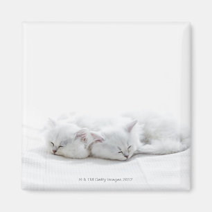 Aimant Deux chatons persans